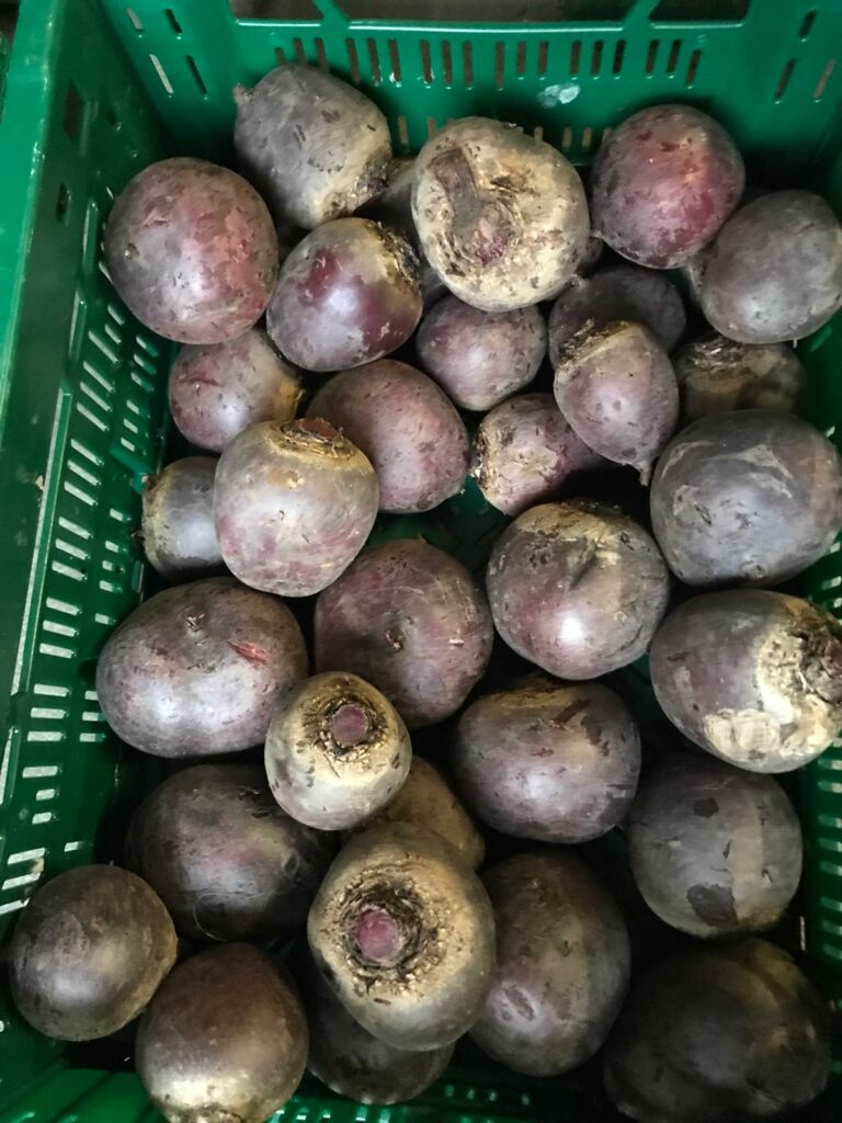 Rote Beete